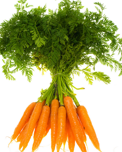 秋日食養正當時 聚焦時令蔬菜與茶葉種植的養生智慧