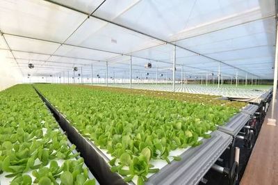 年產19茬蔬菜的工廠到底有多“恐怖”？全面揭秘京東植物工廠